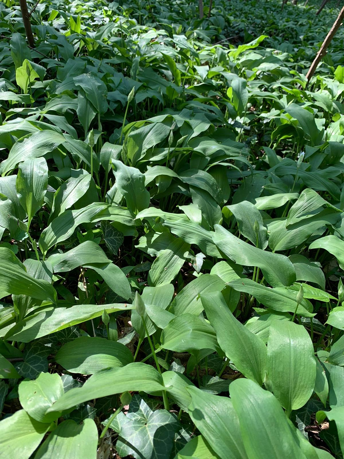 frischer Bärlauch bei der Ernte
