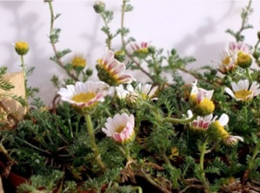 Bertram (Hildegard von Bingen) 50 g