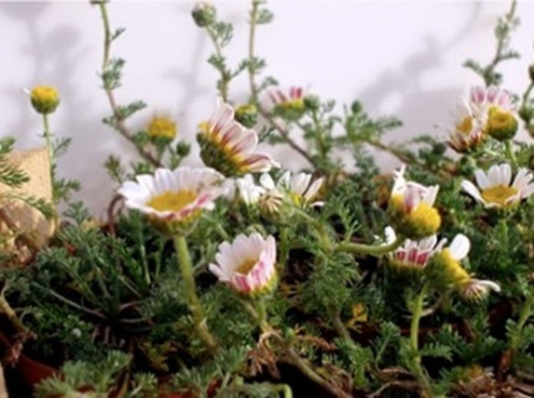 Bertram (Hildegard von Bingen) 50 g