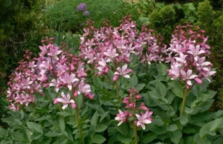 Diptam (Hildegard von Bingen) 50 g