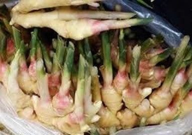 Galgant (Hildegard von Bingen) 50 g