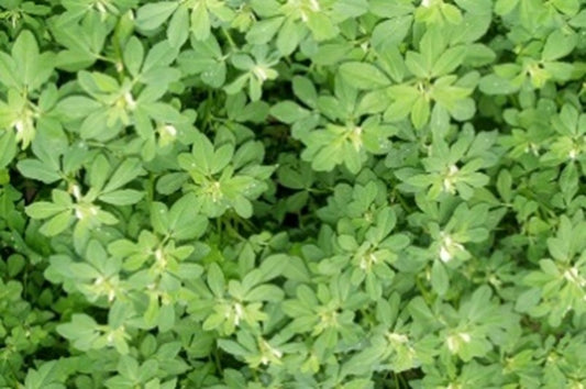 Griechenklee (Hildegard von Bingen) 50 g