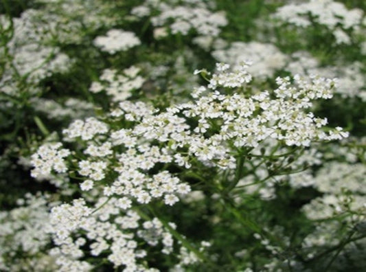 Kreuzkümmel (Hildegard von Bingen) 50 g