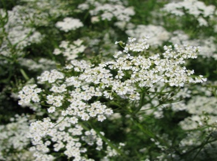 Kreuzkümmel Gewürz nach Hildegard von Bingen 50 g