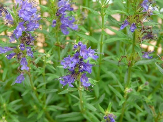 Ysop (Hildegard von Bingen) 50 g