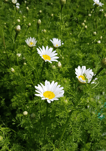 Bertram blühend im Feld