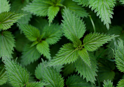 Viele grüne Brennnesselblätter in der Natur