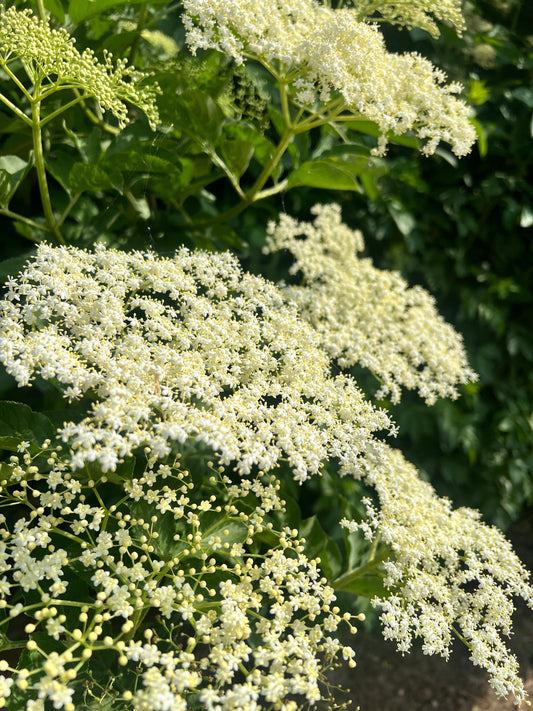 Holunderblüten in der freien Natur, blühend