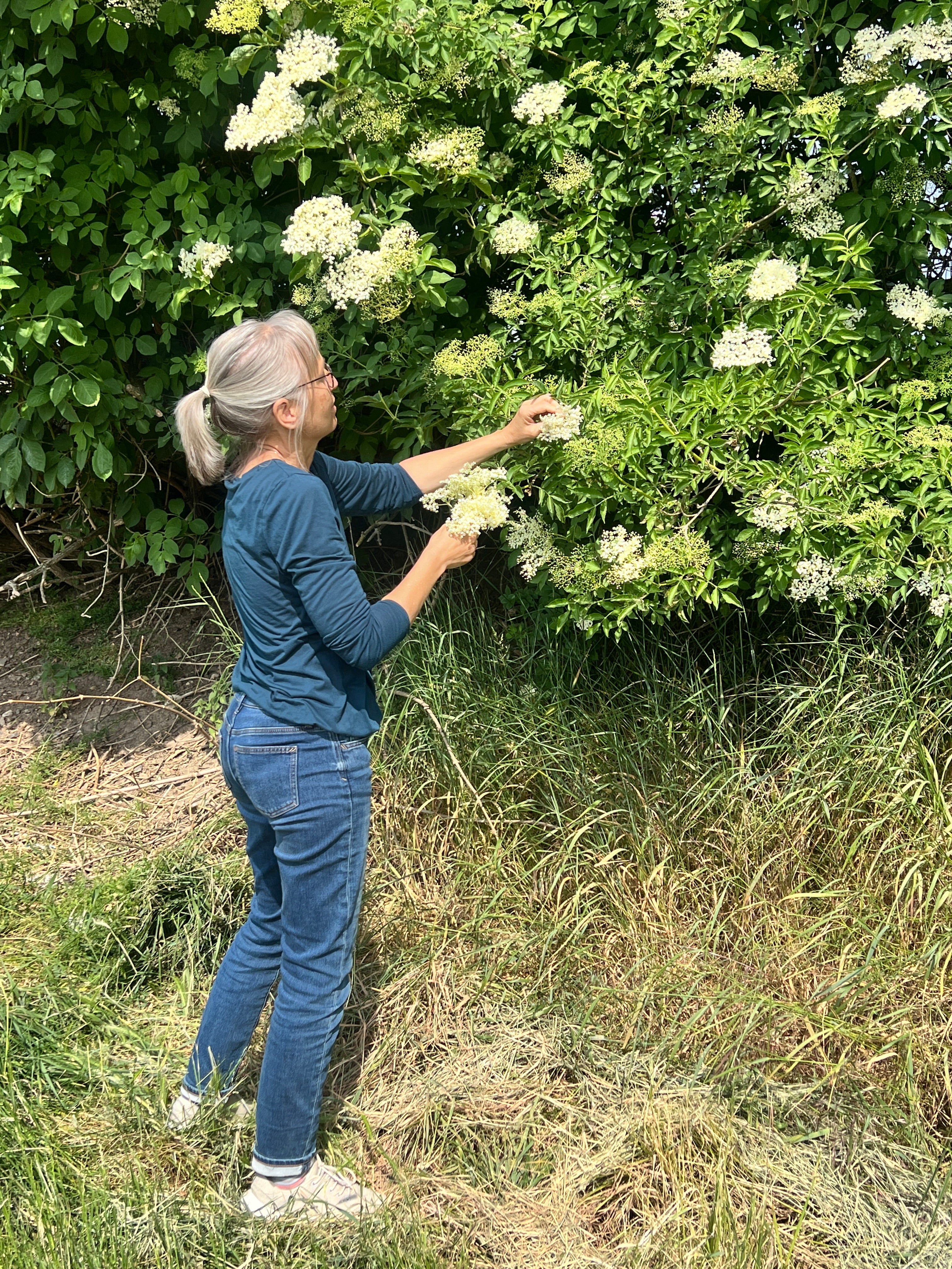 Anja erntet die blühenden Holunderblüten vom Strauch