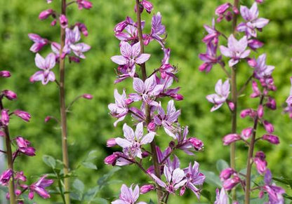 Diptam blühend in der Natur