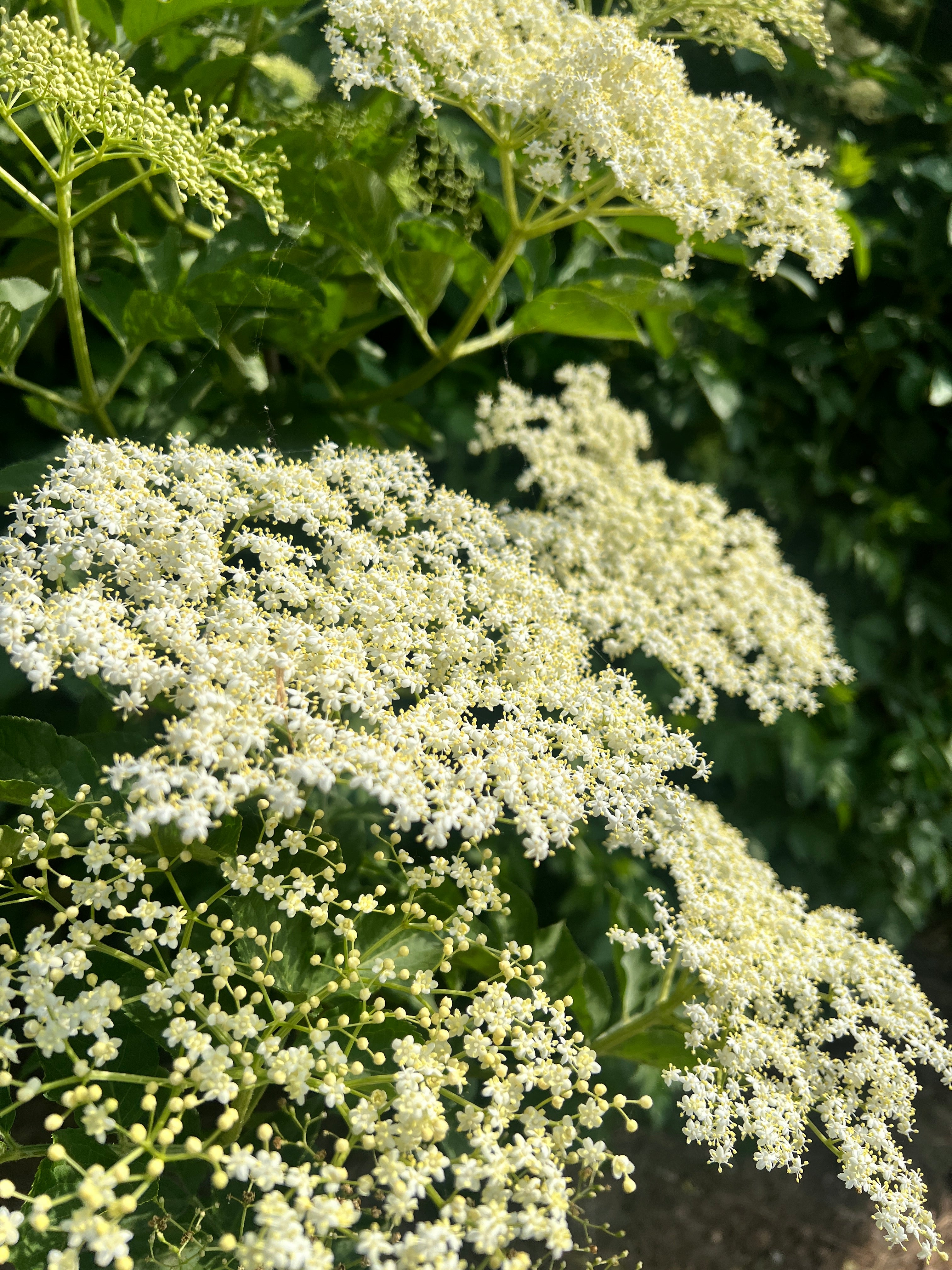 schön weiß blühende Holunderblüten im Busch