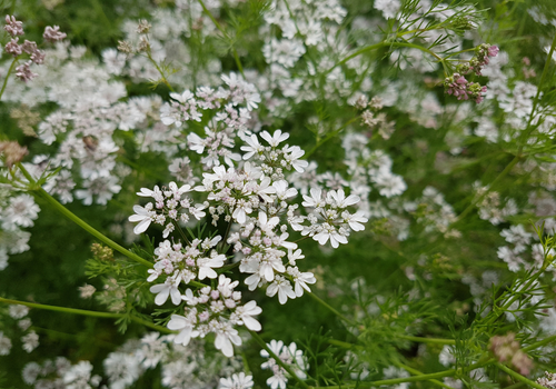 Kreuzkümmmel Pflanze blühend